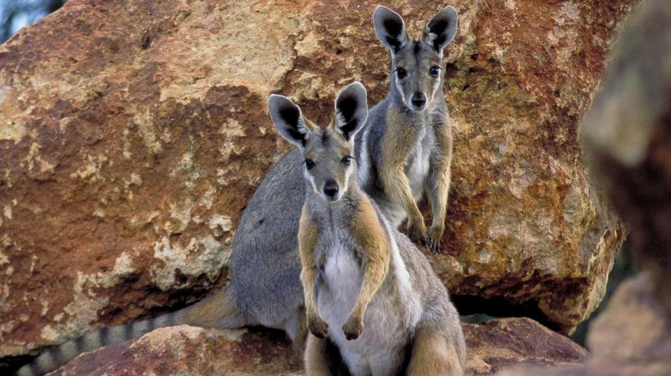 Two yellow-footed rock wallabies