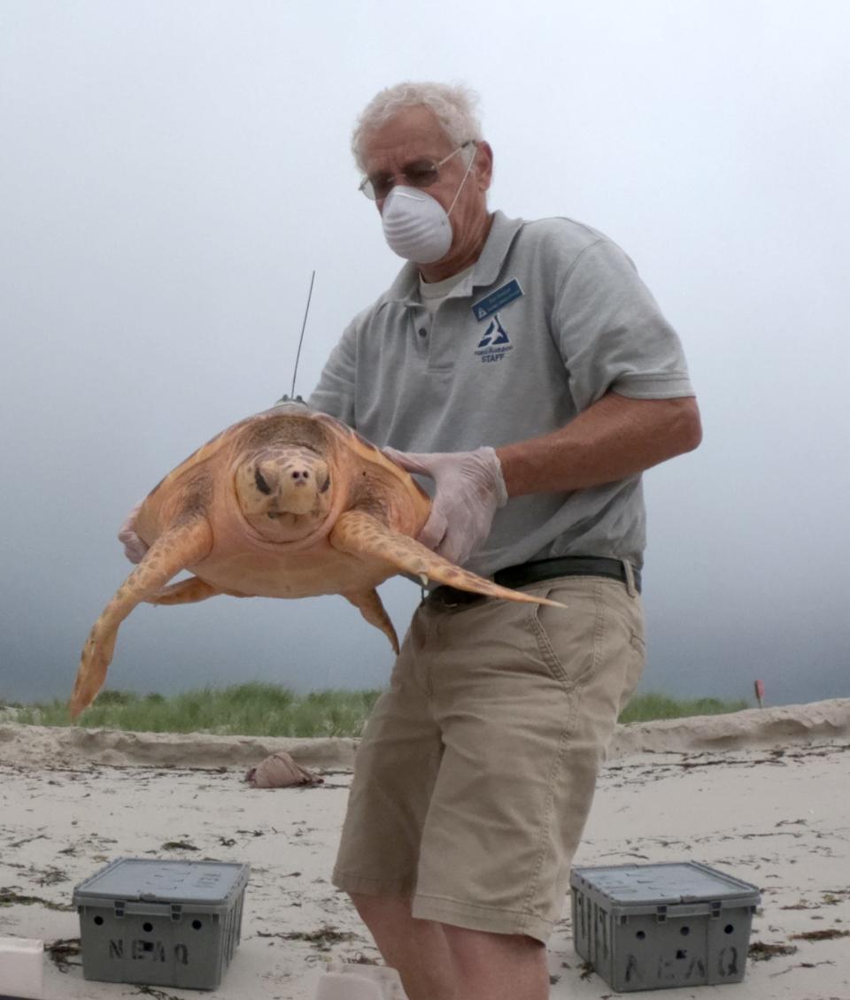 Wellfleet Bay Audubon's Bob Prescott carries a satellite tagged loggerhead turtle to the water's edge at West Dennis Beach in July 2020. The turtle was one of seven cold-stunned animals released back to the sea.