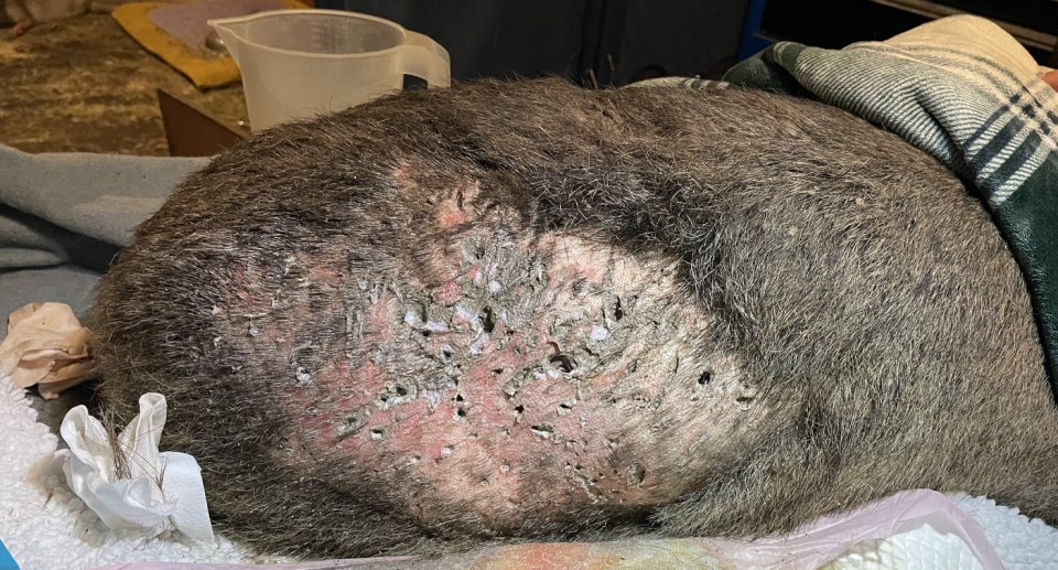 Close up of a wombat's wounds at Hepburn Wildlife Shelter.