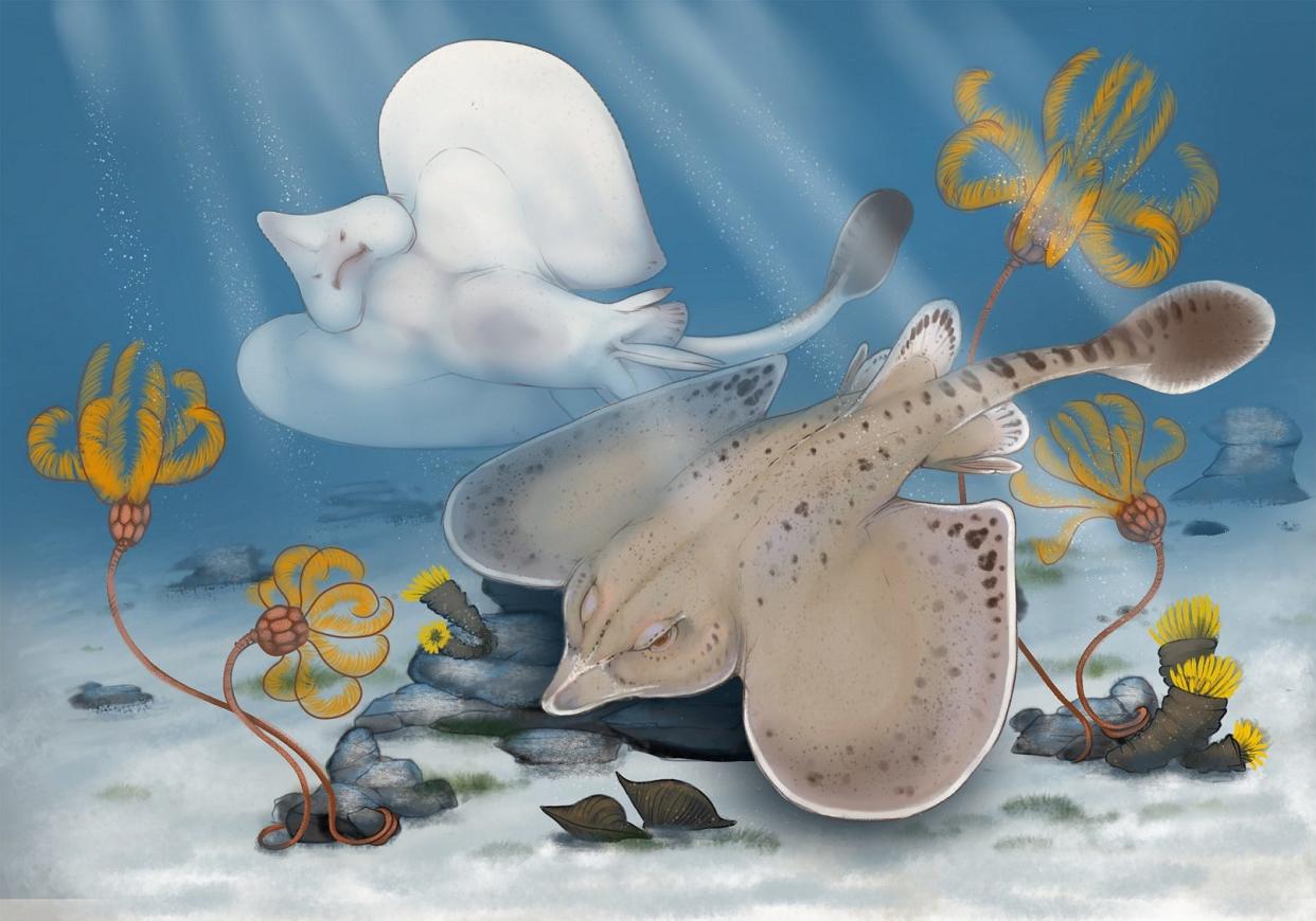 A new illustration of Strigilodus tollesonae created specially by artist Benji Paysnoe. The new species is more closely related to modern ratfish than to other modern sharks and rays.