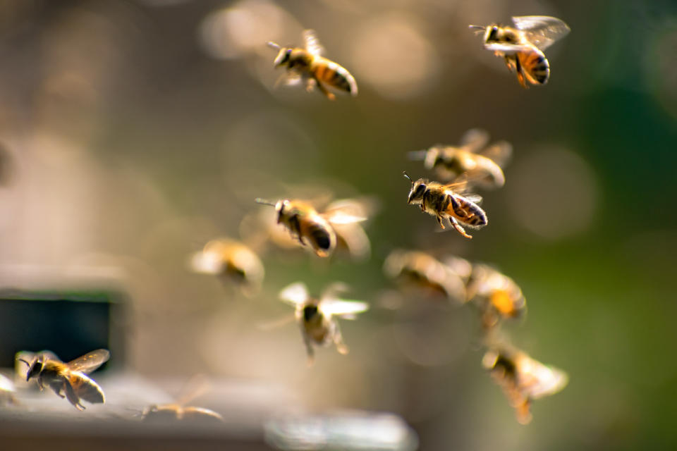 Bees flying