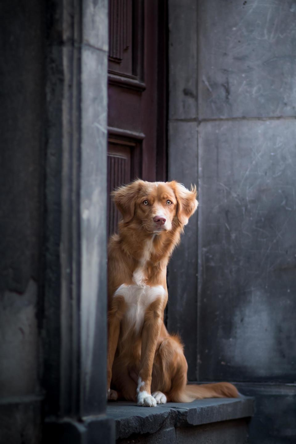 <strong>Second Place</strong><br />"Waiting Beauty"<br />Thalia, Nova Scotia duck tolling retriever, Poland