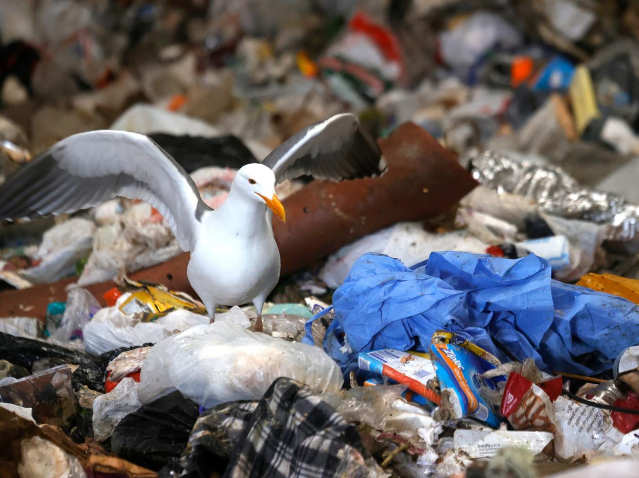 Una gaviota se encuentra junto a un montículo de plástico en San Francisco, California (Justin Sullivan/Getty)