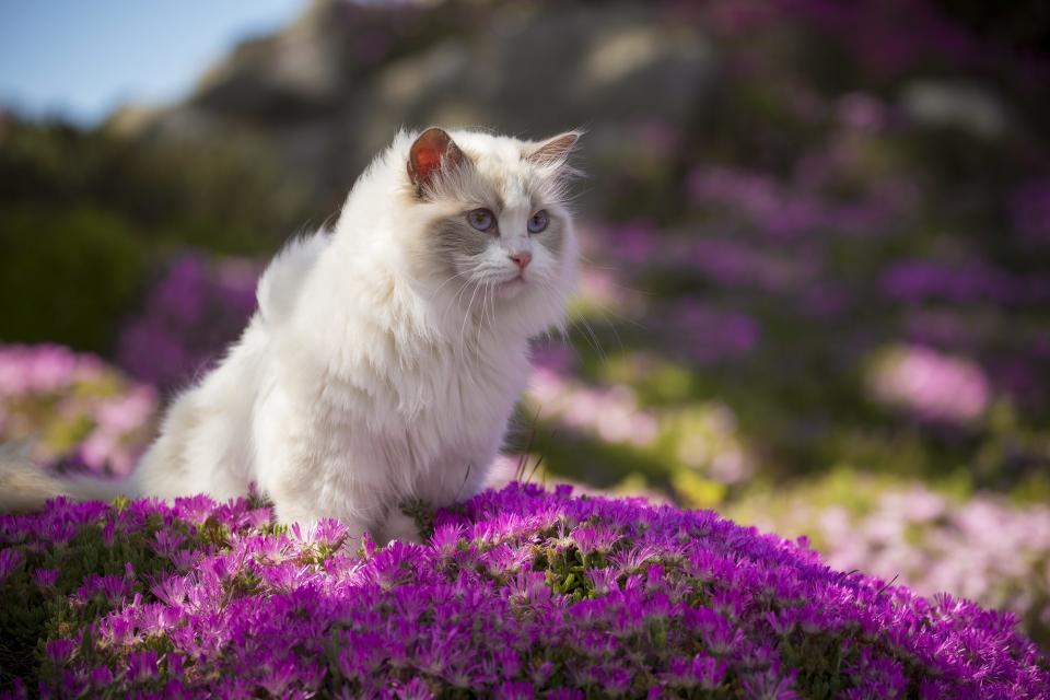 12 Cat Breeds That Are Perfect for People Who Love Dogs