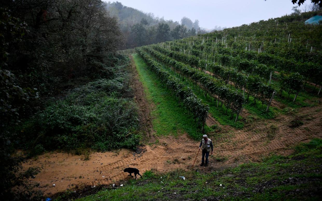 Climate change has forced wine makers to consider planting vines on the cooler, damper north-facing hillsides of the Piedmont, angering truffle hunters whose dogs search for truffles on them
