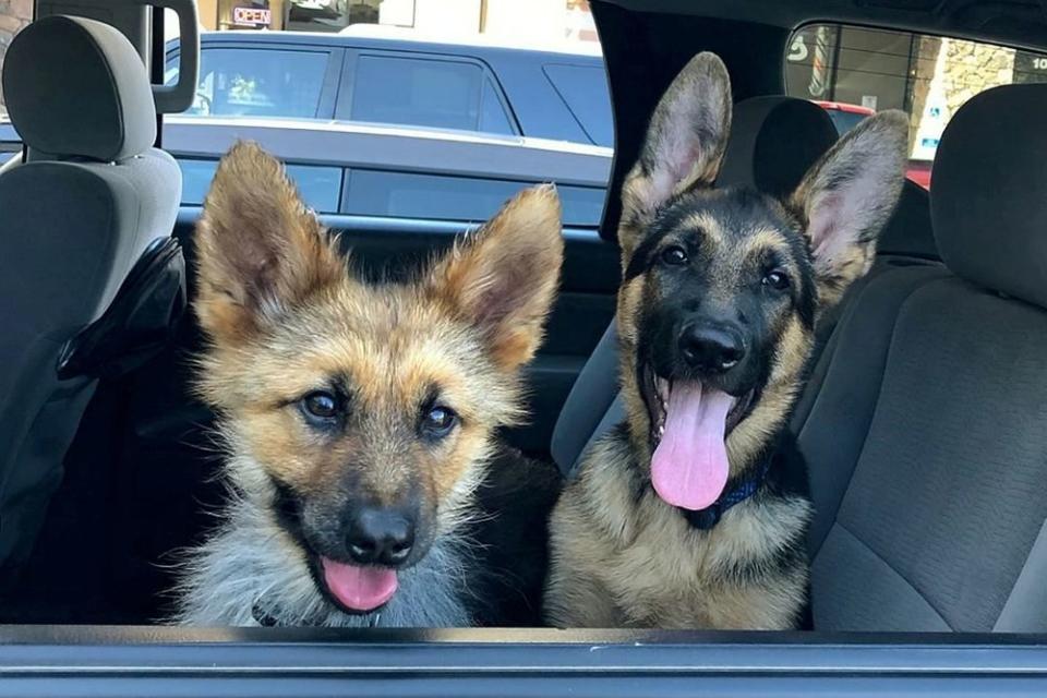 Ranger and puppy pal | SWNS