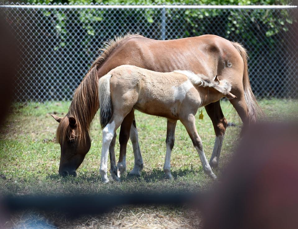 Chincoteague Ponies graze and laze around the Chincoteague Carnival Grounds Tuesday, July 27, 2021, in Chincoteague, Virginia. Although the Pony Swim was canceled for a second year due to the pandemic, the Chincoteague Volunteer Fire Company held its annual auction online. Bidding for the ponies ends Thursday.