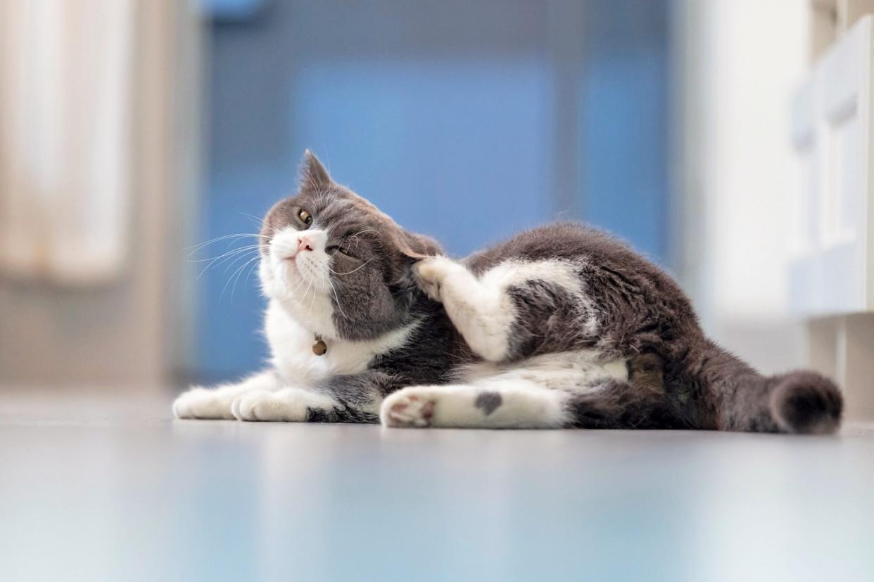 cat scratching his ear; allergies in cats