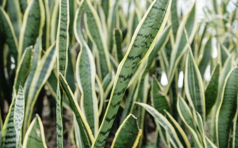 sansevieria snake plant houseplant  how to grow care for indoor plants tricks tips to keep houseplants healthy alive uk 2022 - Getty Images