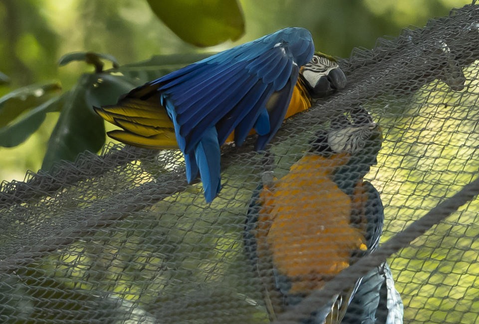 A blue-and-yellow macaw that zookeepers have named Juliet, left, grooms with a captive macaw at BioParque, in Rio de Janeiro, Brazil, Wednesday, May 5, 2021. Every morning for the last two decades, Juliet swoops onto the enclosure and through its fence, engages in grooming behavior that looks like conjugal canoodling. (AP Photo/Bruna Prado)