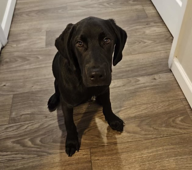 Jonathan Correa had fostered Tater, a five month old black lab mix for two weeks before the dog was killed in the house fire.