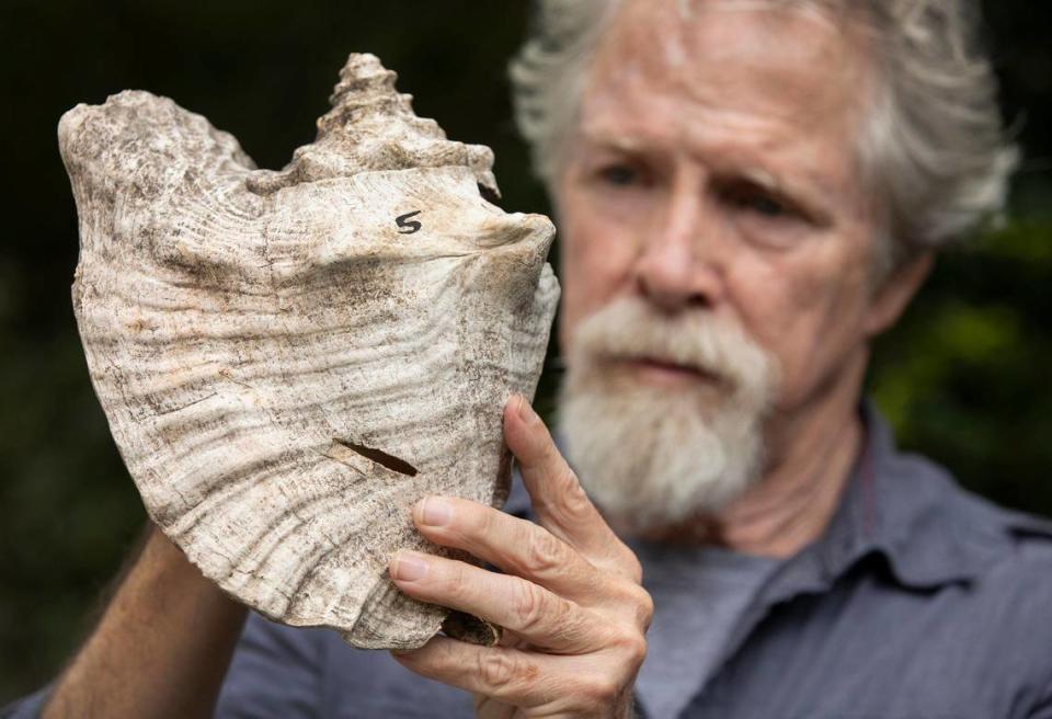 Archaeologist Bob Carr shows a conch shell that was speared by a sword, one from a mound of 15th-century shells he excavated at the Bonnet House Museum and Gardens in Fort Lauderdale. Carr says the shells add to historical evidence that Ponce de Leon did not discover Florida.