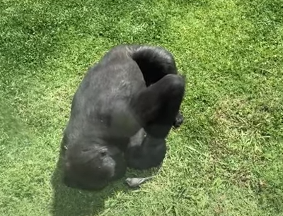 新南威爾斯州一間動物園裡的大猩猩看到受傷的鴿子，上前去扶助牠。（翻攝ViralHog影片）