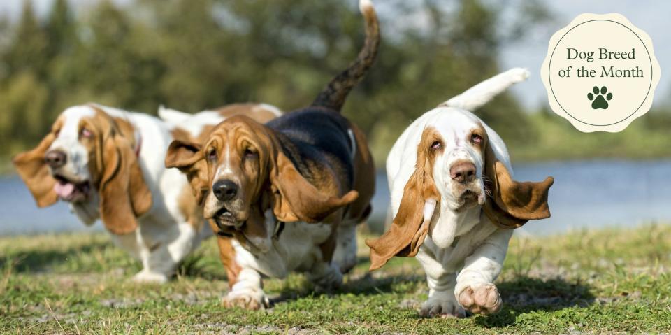 basset hound dogs