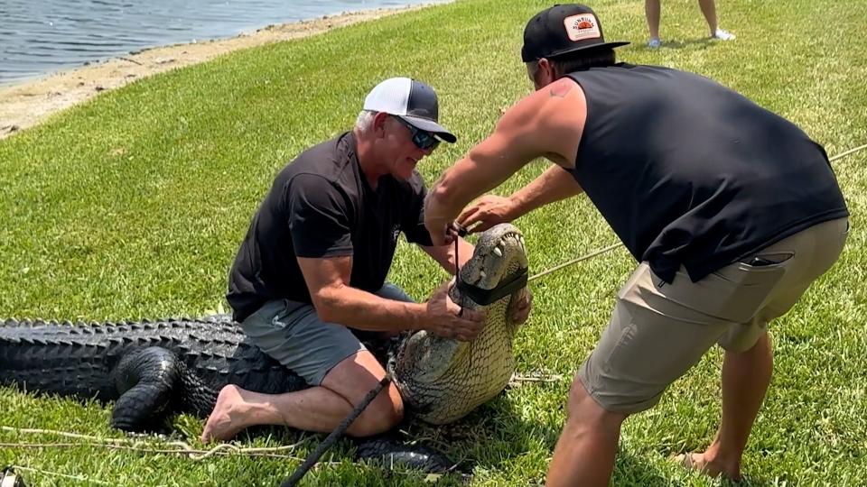 An 11-foot alligator was removed from a pond in a Sarasota, Florida, apartment complex on Monday, May 13, 2024.
Mike Schulz recorded the moment local trapper Ken Cowles managed to wrangle the massive alligator with the help of Schulz’s friend, Matt Laporte.