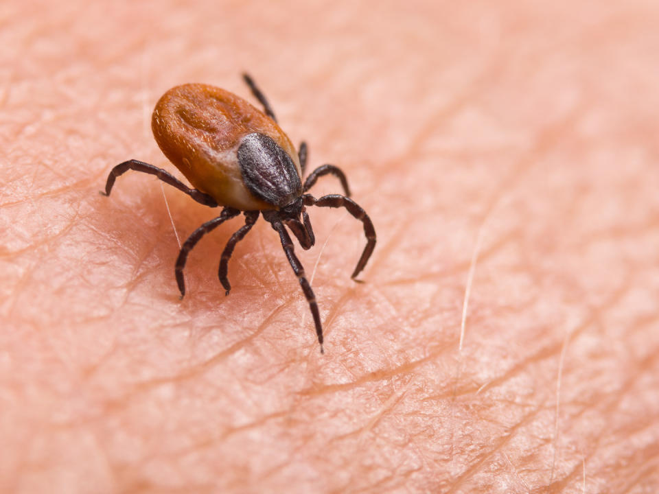 Are You in a Lyme Disease Hotspot? Here's How to Keep Your Family Safe This Summer