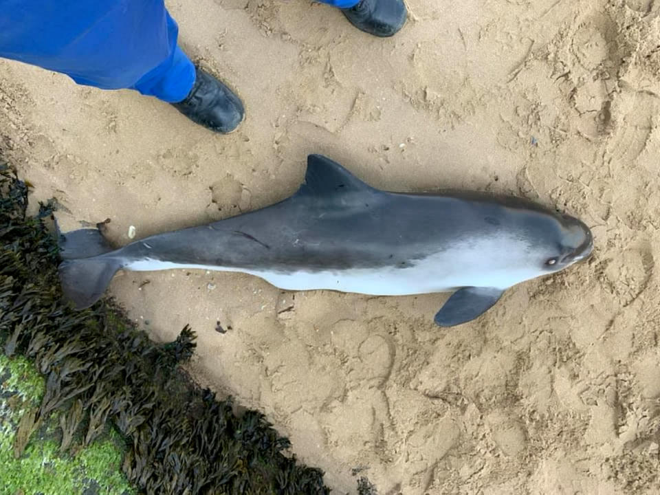 The porpoise had washed up onto the Kent beach before the vicious attack. (SWNS)