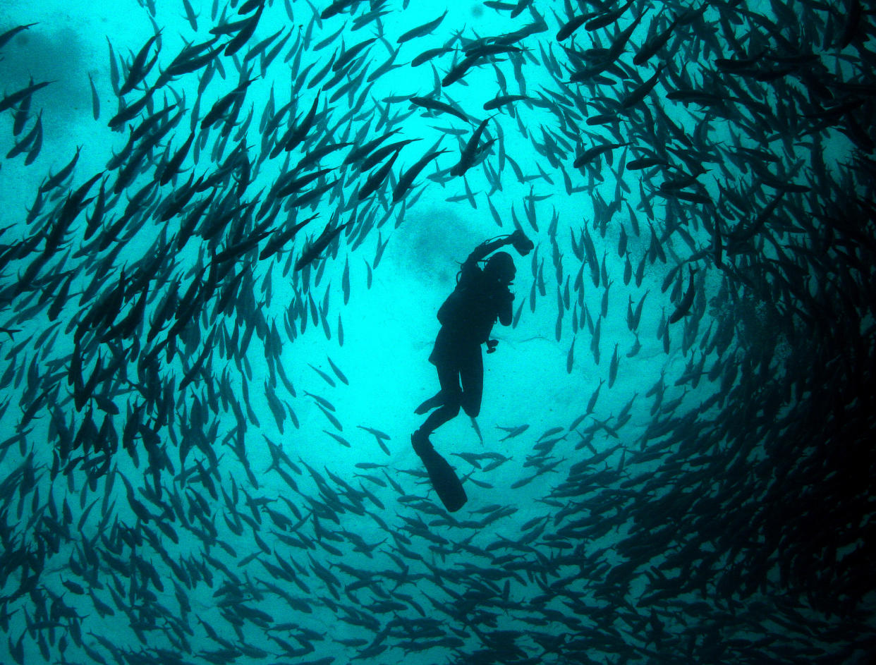 A scuba is seen in silhouette, surrounded by many, many fish.