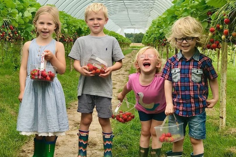 Strawberry picking season has arrived at Kenyon Hall Farm