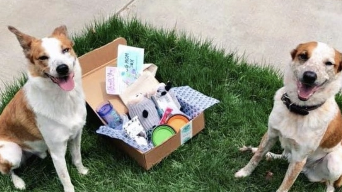 best dog subscription boxes