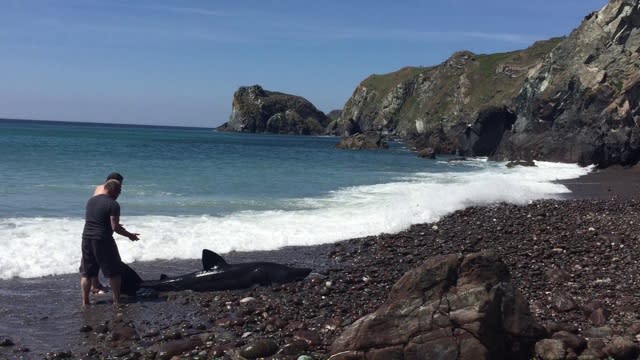 Tourist rescues stranded 12ft shark on Cornwall beach