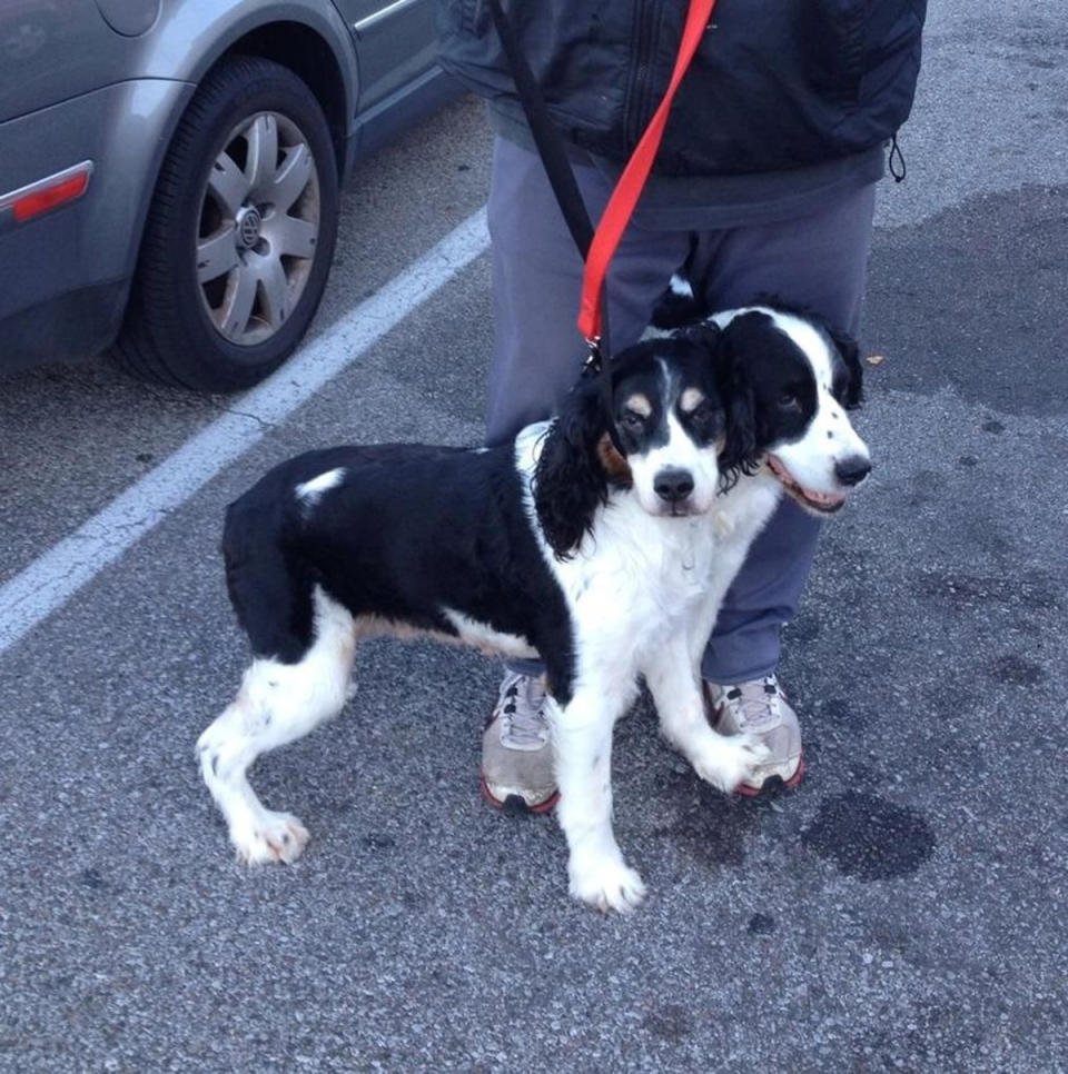 <p>Hoppla, das ist ja ein Hund mit zwei Köpfen. Wer aber genau hinschaut wird entdecken, dass es sich doch um zwei Hunde handelt. (Bild: Mashable.com)<br></p>