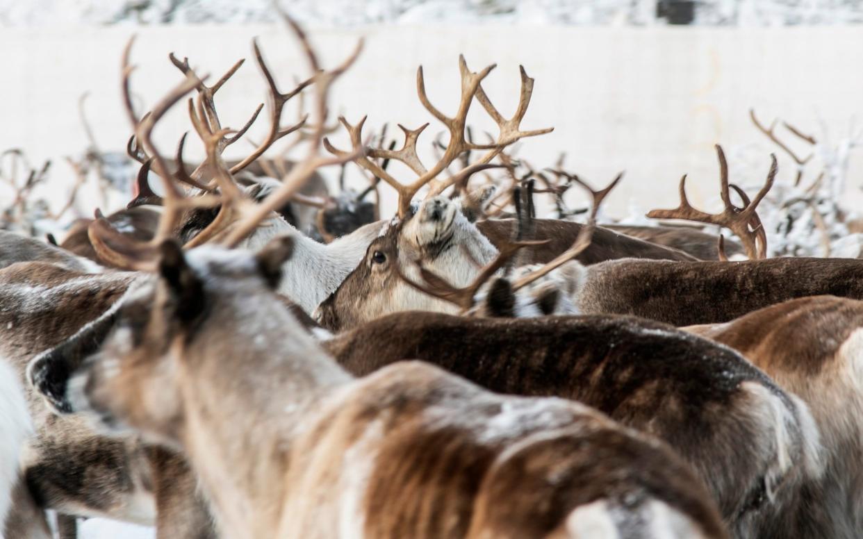 Reindeer in a temporary corral in Rakten, outside of Jokkmokk, before being transported to winter pastures.  - AP