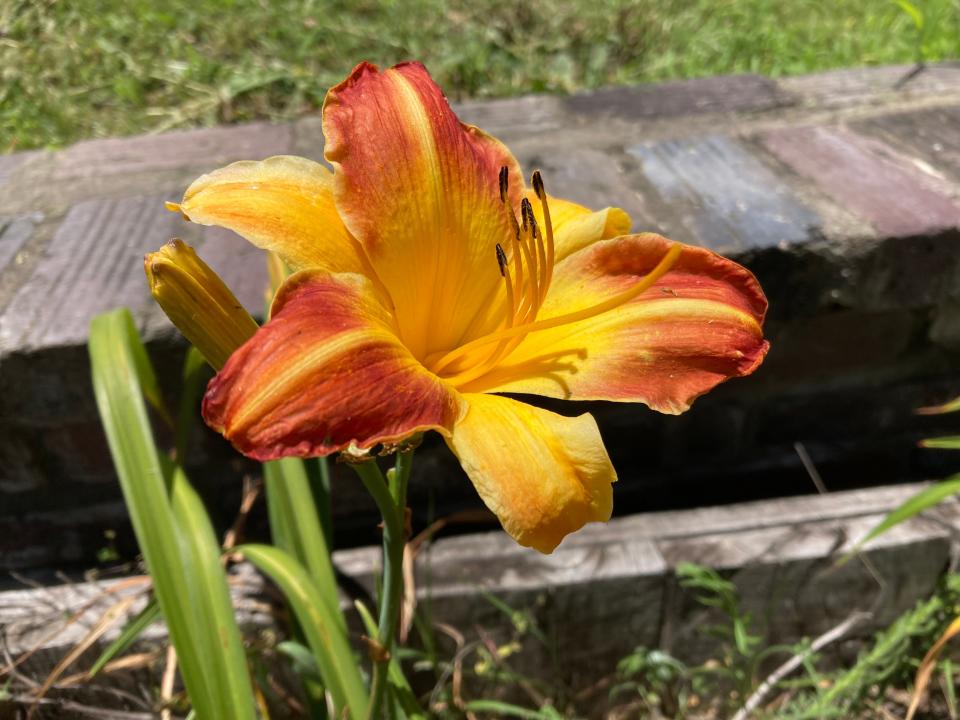 Daylilies on the future site of a pocket park on Church Street in downtown Asheville on July 12, 2023.