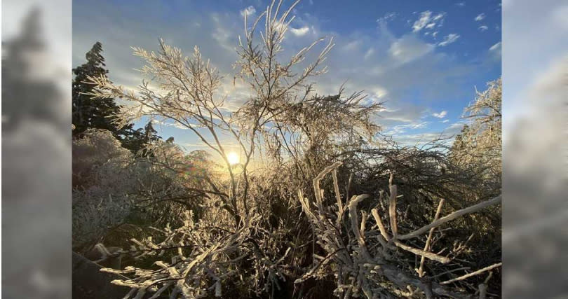 宜蘭縣太平山國家森林遊樂區今（18日）清晨最低溫攝氏零下5度，雖未下雪，但結滿霧淞，變身為銀白世界。（圖／羅東林管處提供／吳佩蓉宜蘭傳真）