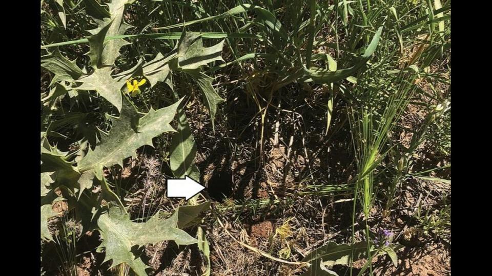 Het hol van een Perzische gouden tarantula werd gevonden op een rotsachtige helling in het Zagros-gebergte.