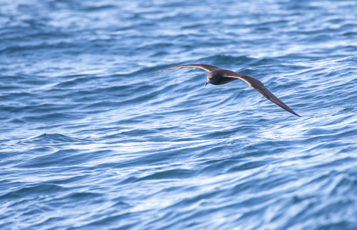 Flesh-footed Shearwater (Ardenna carneipes) in flight over the ocean off New Zealand.