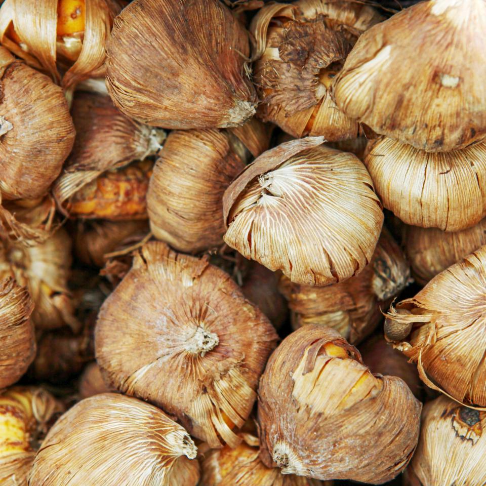 A close up shot of spring flower bulbs, including varieties such as tulips, daffodils, hyacinth and others.