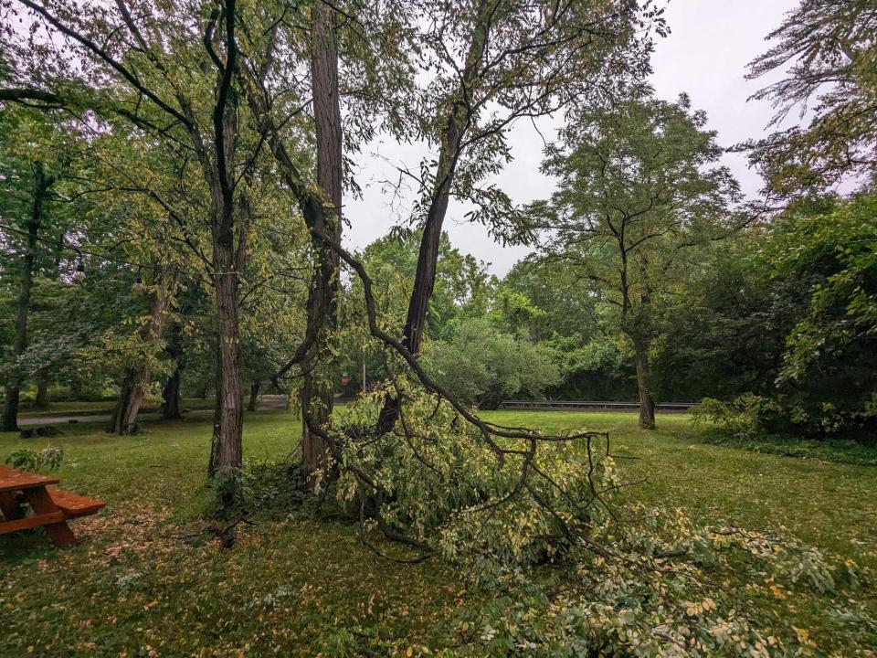 A large limb fell at Max and Erin Gersh's house during a storm on June 29.