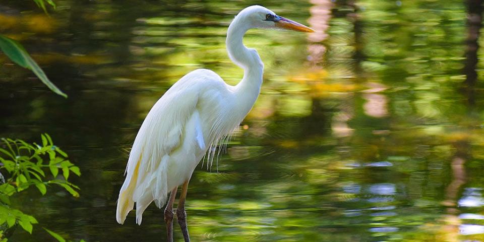 Florida egrets are the largest white-colored wading birds in the state, found in the Wekiva River Basin.