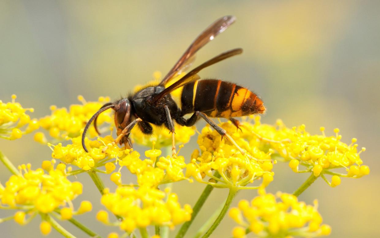 The Asian hornet, which has invaded this country and which preys on wasps, is a cause for concern