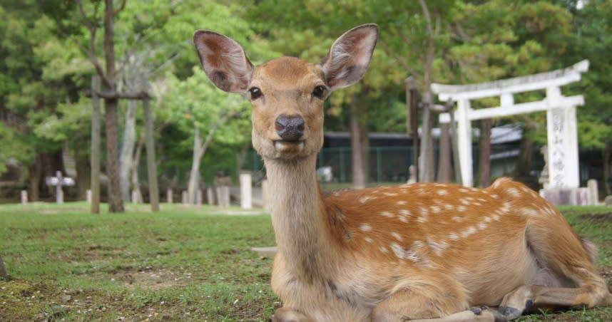 日本研究發現，知名的奈良鹿在新冠疫情前後，對造訪的人類鞠躬次數，有明顯落差。（圖／示意圖，翻攝自pixabay）