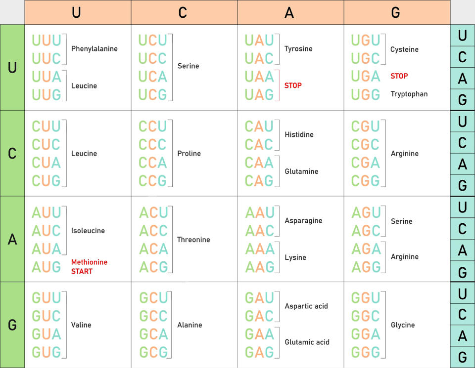 Genetic code table.  From RNA codons to amino acids.