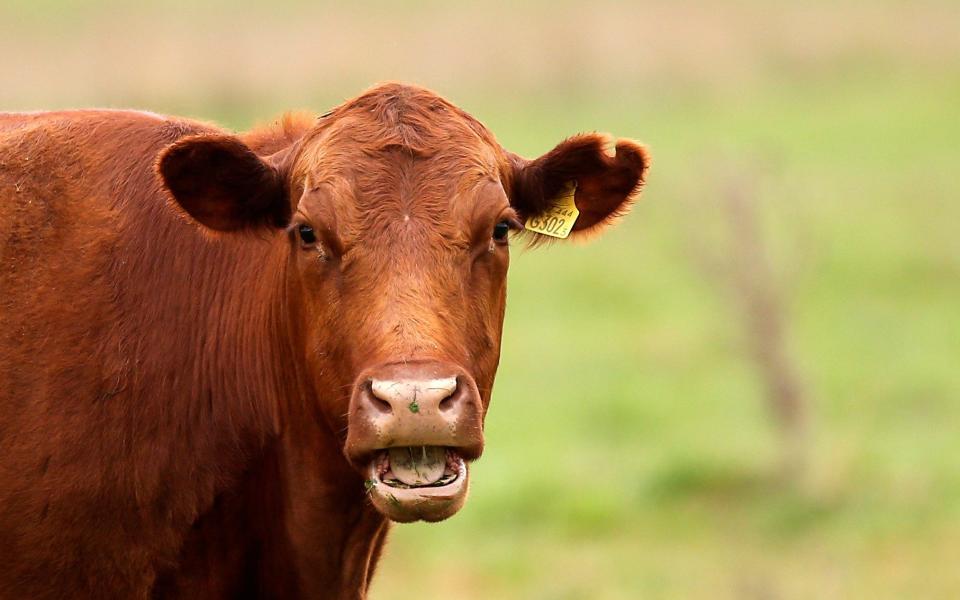 a cow in a farm -  AGUSTIN MARCARIAN/Reuters