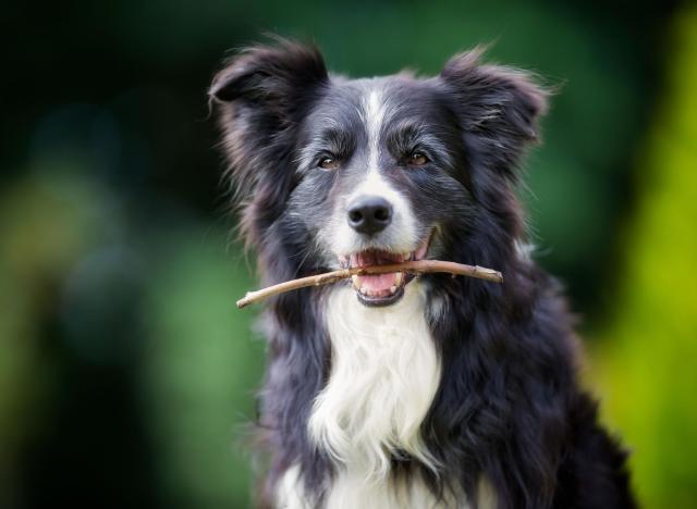 How smart is your dog? Border Collies star in new dog research