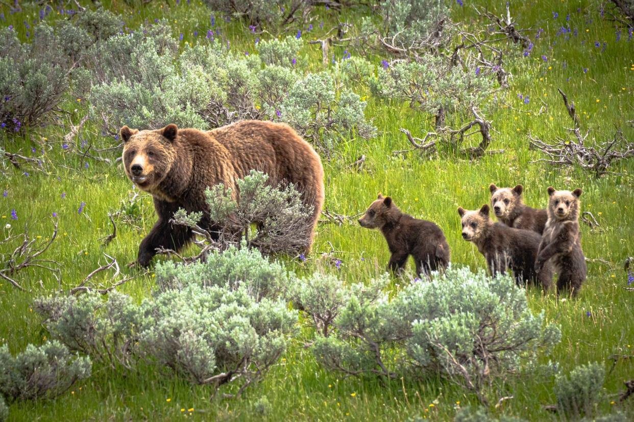 Mother grizzly 399 and her four cubs.