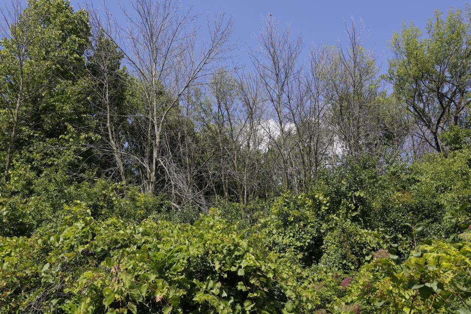 Appleton has no immediate plan to remove dead ash trees from Woodland Park.