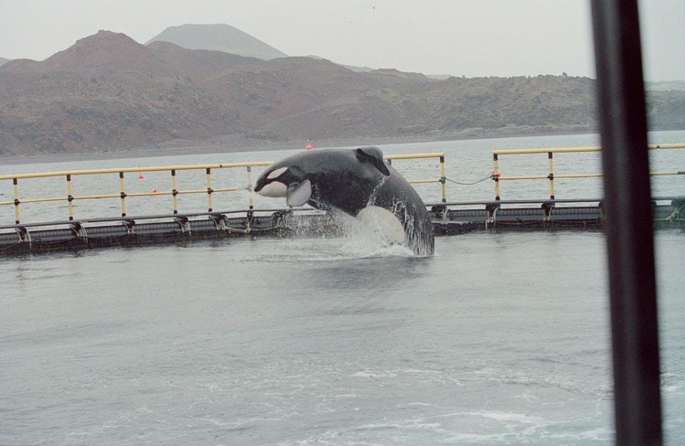 Keiko the orca in his enclosure in Iceland.