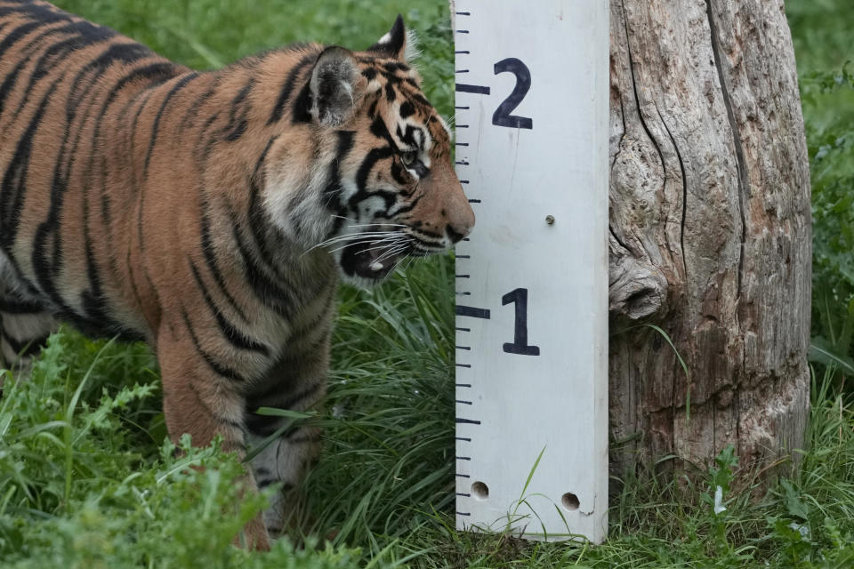 Un tigre de Sumatra inspecciona una vara de medición durante el pesaje anual del Zoo de Londres, jueves 24 de agosto de 2023. En el pesaje anual, los cuidadores del zoológico actualizan los datos vitales de todos los animales, desde los tigres hasta las tarántulas. (AP Foto/Kirsty Wigglesworth)