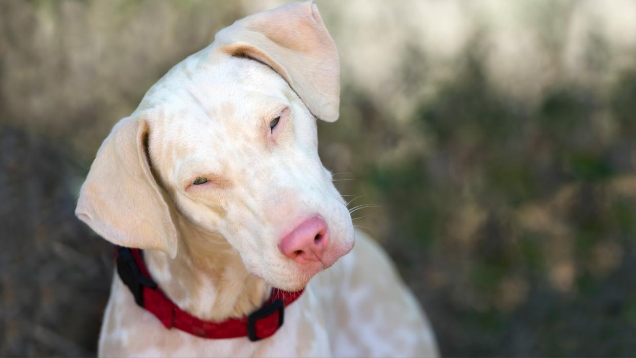 Albino dog