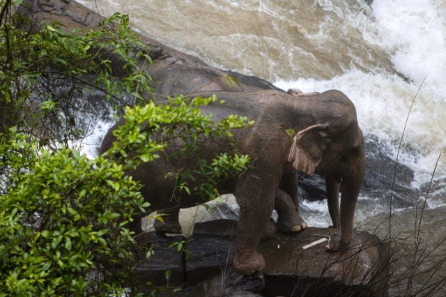 THAILAND-ANIMALS-ACCIDENT-ELEPHANTS