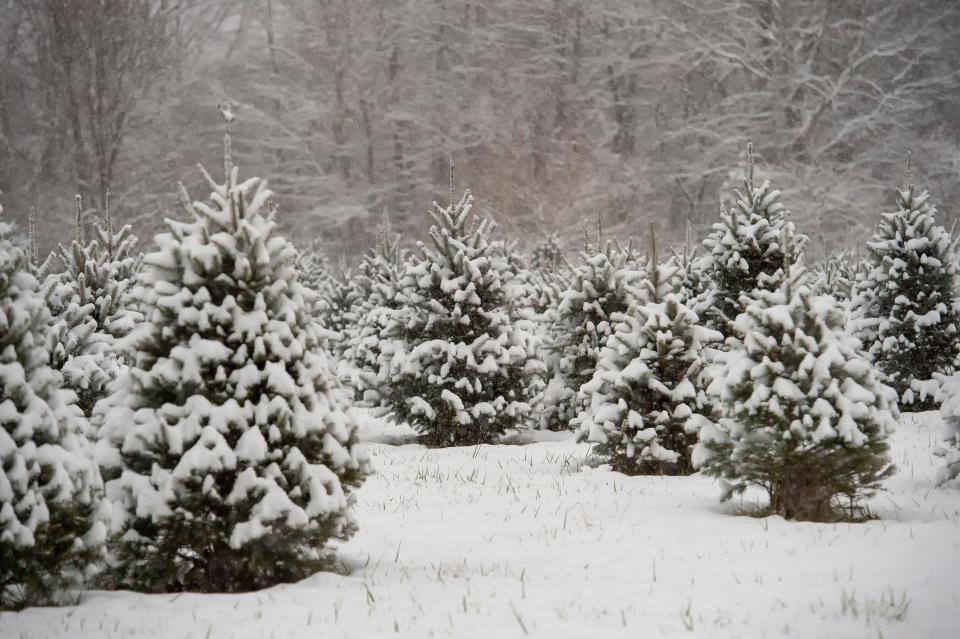 Snow covered Christmas trees at Pine Hollow Tree Farm in Milton.