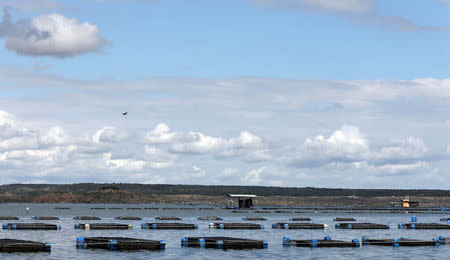 Tanks of tilapia fish are seen in Castanhao dam where the fish are cultivated and skins are used for the research treating burnt skin, in Jaguaribara, Brazil, April 26, 2017. REUTERS/Paulo Whitaker