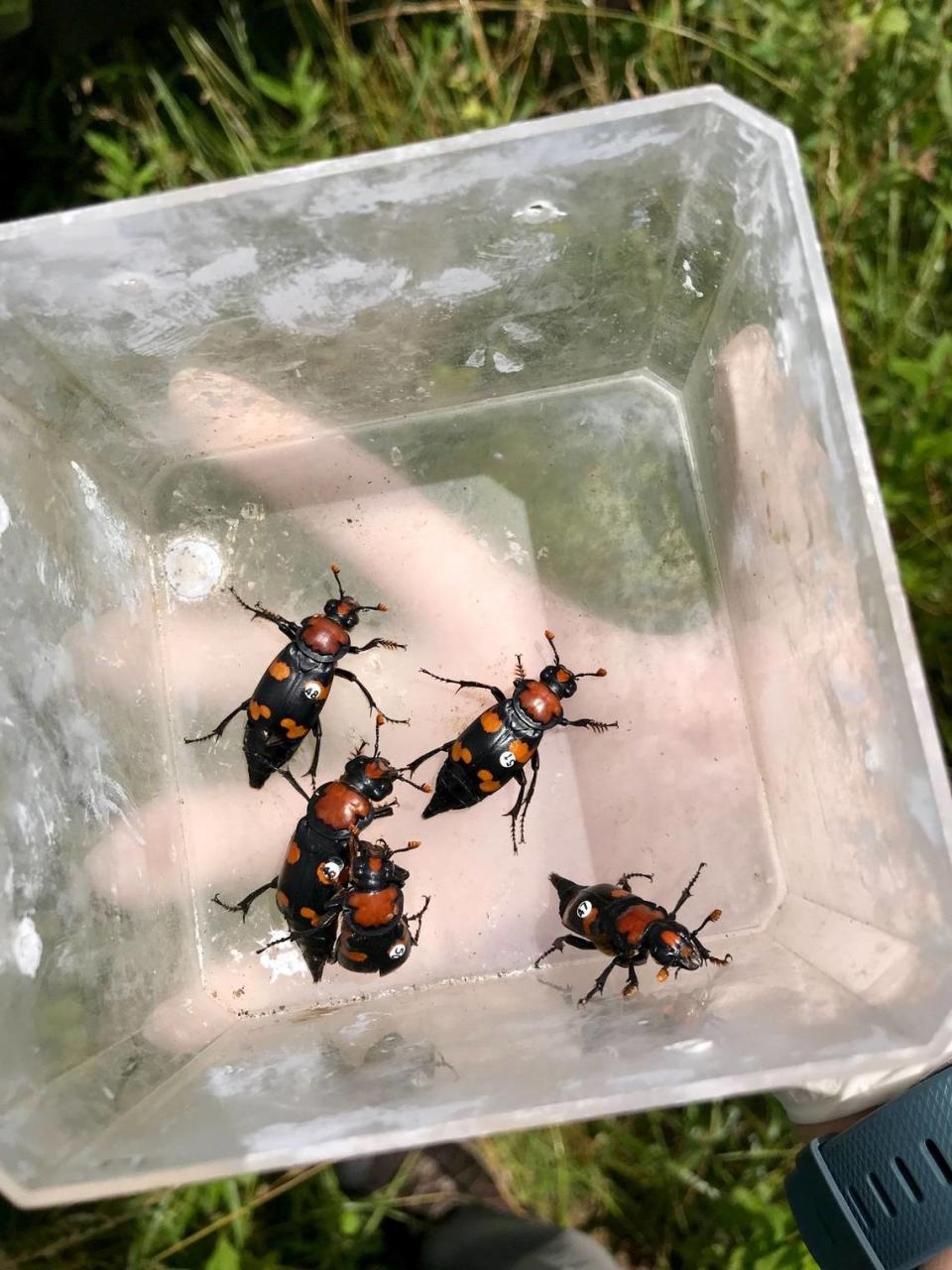 Researchers reintroduce American burying beetles and provide them with a food source in a natural habitat in southwest Missouri.