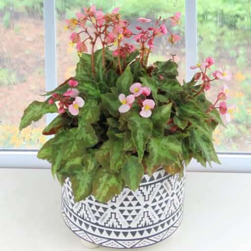 <p><a href="https://www.logees.com/begonia-mini-me-begonia-rhizomatous-hybrid.html" rel="nofollow noopener" target="_blank" data-ylk="slk:Shop Now;elm:context_link;itc:0;sec:content-canvas" class="link rapid-noclick-resp">Shop Now</a></p><p>Begonia ‘Mini Me’ </p><p>logees.com</p><p>$12.95</p>