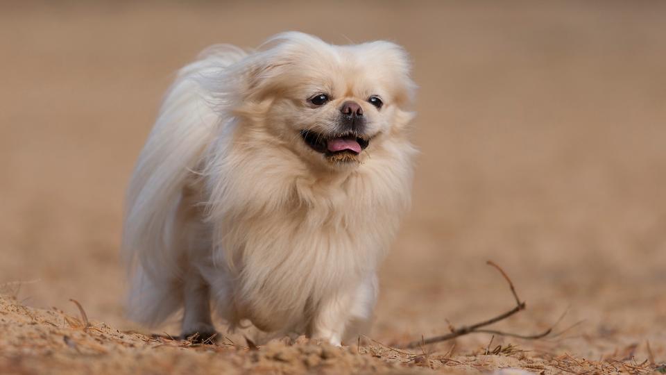 Pekingese dog running outside